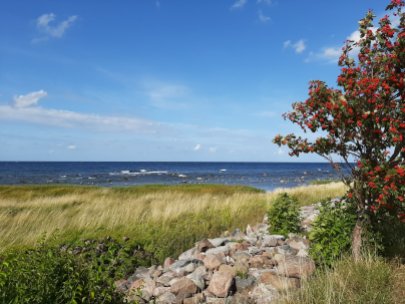 Steinküste bei Gustavsvik.